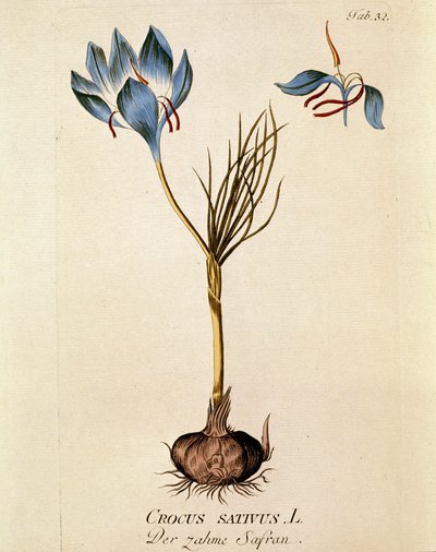 Botanical: Saffron by Austrian School