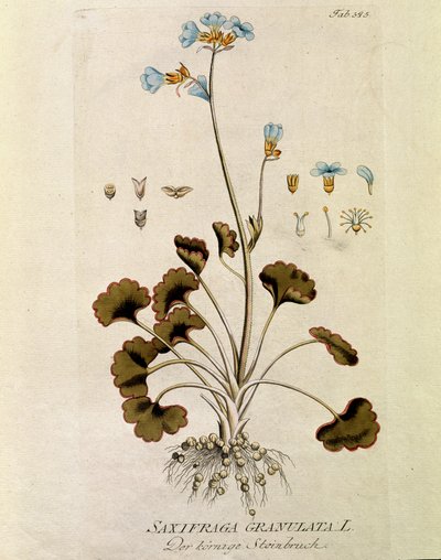 Botanical: 