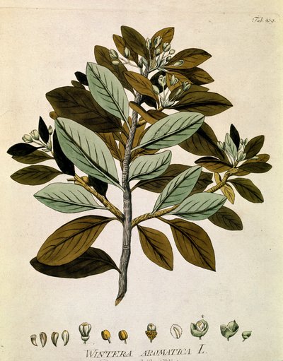 Botanical: Winter