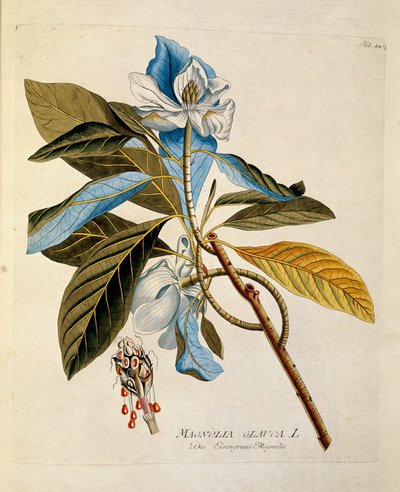Botanical: 