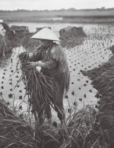 Japan: Rice Harvest near Niigata by Axel von Graefe