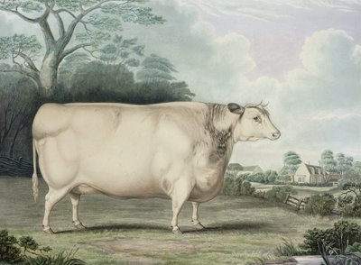 The Habertoft Short Horned Prize Cow, engraved by C. Hunt, 1842 by B. Hubbard