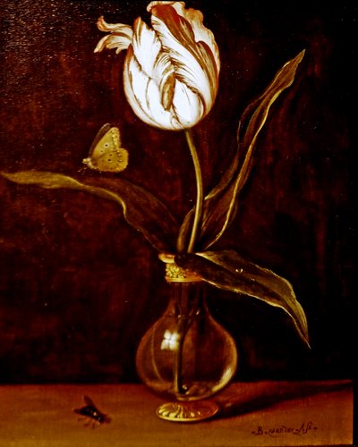A Single Tulip in a Vase by Balthasar van der Ast