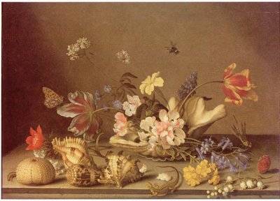 Still Life of Flowers and Shells by Balthasar van der Ast