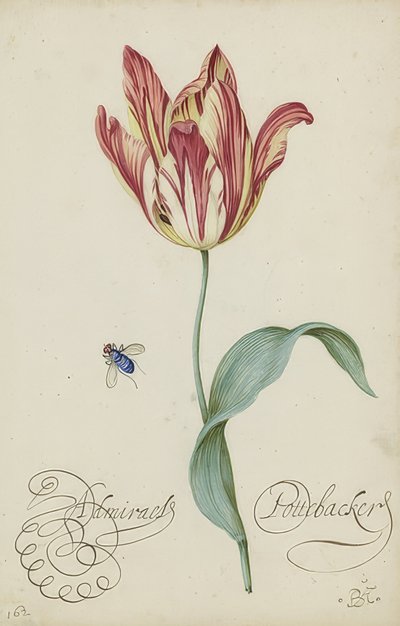 Study of a Tulip and a Fly by Balthasar van der Ast