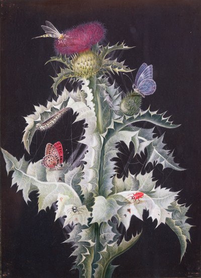A Study of a Thistle with Insects by Barbara Regina Dietzsch