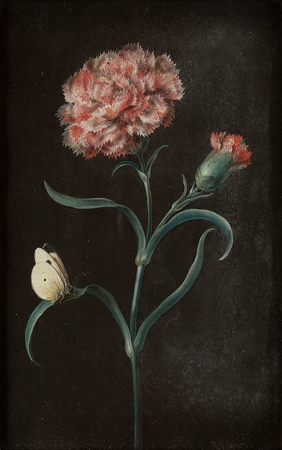 Set of Four Still Lifes with Butterflies by Barbara Regina Dietzsch