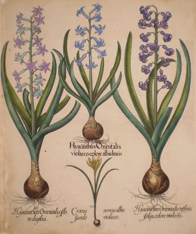 Hyacinthus orientalis floreduplici, Hyacinthus orientalis violaceo albislienis, Crocus vernus albus fundo violaceo, Hyacinthus orientalis reflexis folys colore violaceo by Basilius Besler