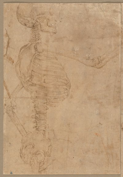Half-Length Skeleton in Profile by Battista Franco