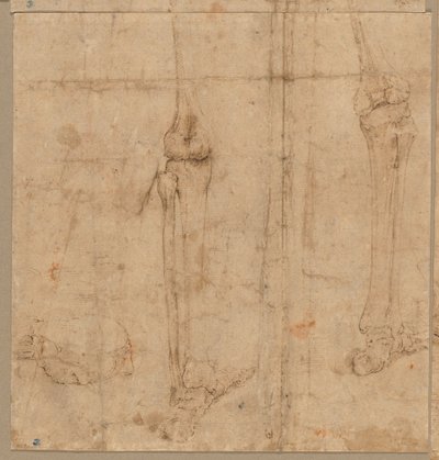 Lower Half of Skeleton from the Back, early 1540s by Battista Franco