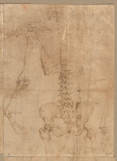 Upper Half of Skeleton from the Back by Battista Franco