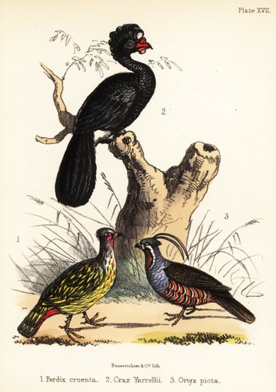 Blood Pheasant, Wattled Curassow and Mountain Quail by Bauerrichter