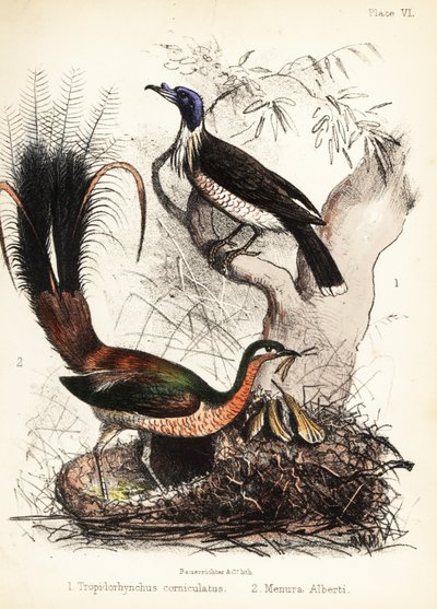 Friarbird and lyrebird by Bauerrichter