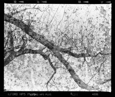 Abstract Tree Texture by Beata Brząkalik-Gburek