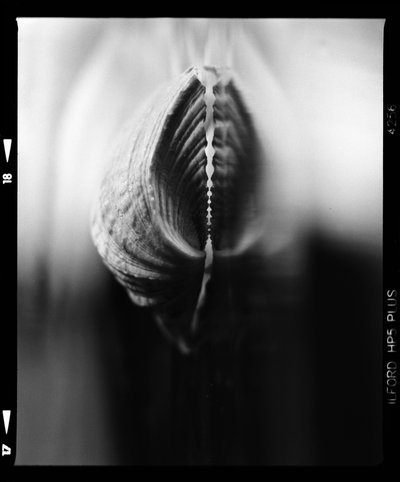 Delicate Flower Bud by Beata Brząkalik-Gburek