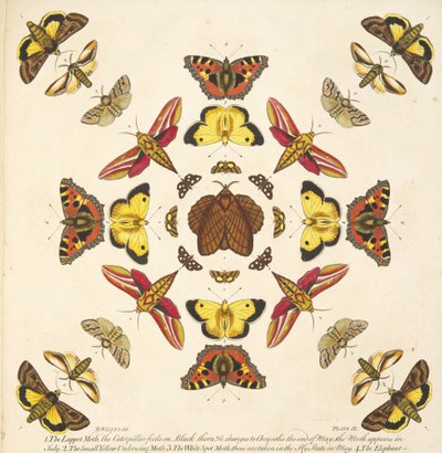 Detail from Plate IX, from A Rare Depiction of Butterflies and Moths, pub. 1764 by Benjamin Wilkes