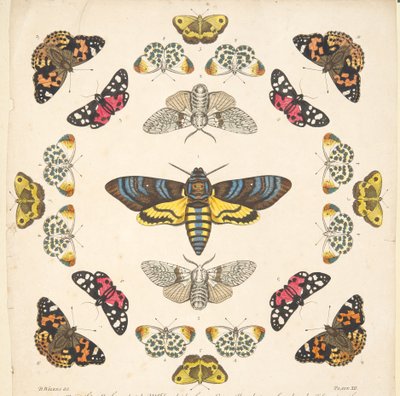 Detail from Plate XII, from A Rare Depiction of Butterflies and Moths, pub. 1764 by Benjamin Wilkes
