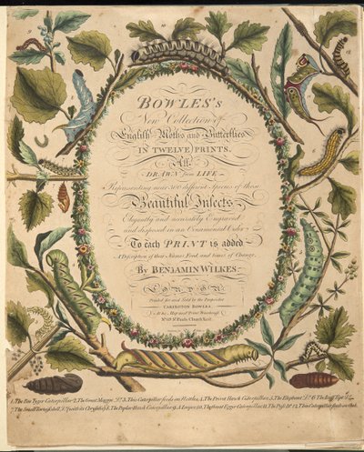 Frontispiece, from A Rare Depiction of Butterflies and Moths, pub. 1764 by Benjamin Wilkes