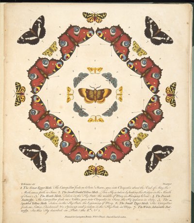 Plate 1, from A Rare Depiction of Butterflies and Moths, pub. 1764 by Benjamin Wilkes