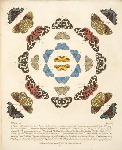 Plate III, from A Rare Depiction of Butterflies and Moths, pub. 1764 by Benjamin Wilkes
