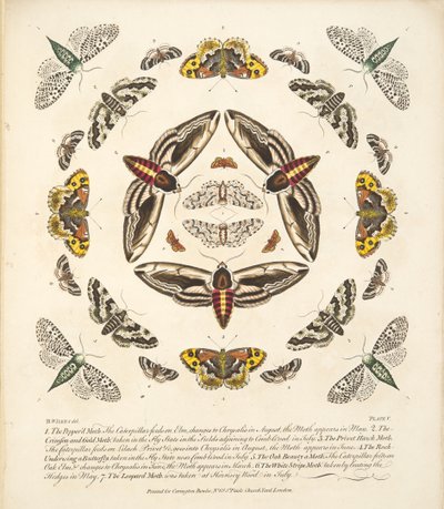 Plate V, from A Rare Depiction of Butterflies and Moths, pub. 1764 by Benjamin Wilkes