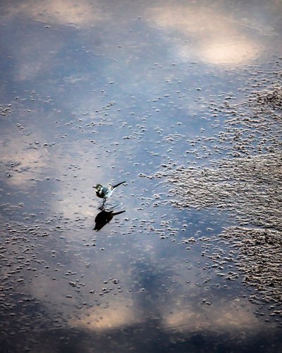 Bird on the Garonne River in Toulouse, Haute-Garonne by Bernard Bonnefon