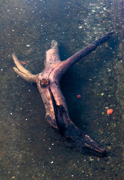 Crucifix-shaped Piece of Wood in the Garonne River, Toulouse, Haute-Garonne by Bernard Bonnefon