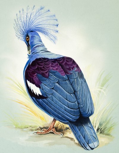 Blue Crowned Pigeon by Bert Illoss