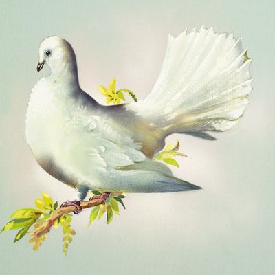 Fantail Dove by Bert Illoss