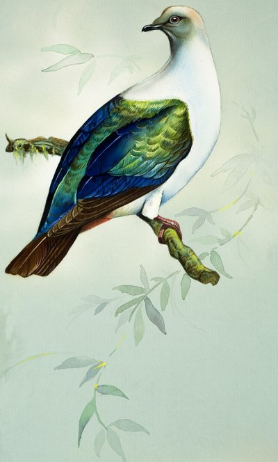 Imperial Fruit Pigeon by Bert Illoss