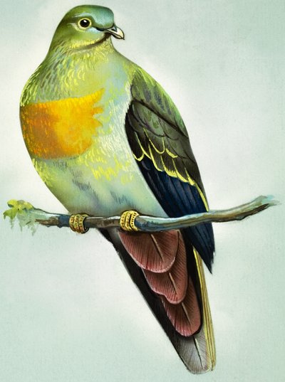Large Green Pigeon by Bert Illoss