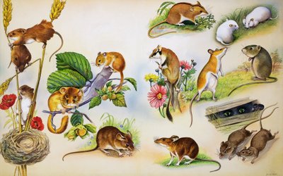 Mice by Bert Illoss