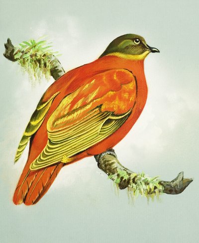 Orange Dove by Bert Illoss