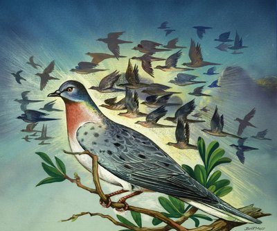 Passenger Pigeons by Bert Illoss