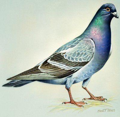 Rock Dove by Bert Illoss