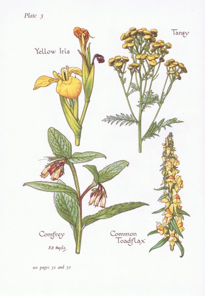 Yellow Iris, Tansy, Comfrey, Common Toadflax by Bessie D. Inglis