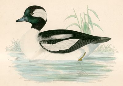 Buffel Headed Duck by Beverley R. Morris