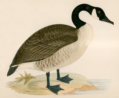 Canada Goose by Beverley R. Morris