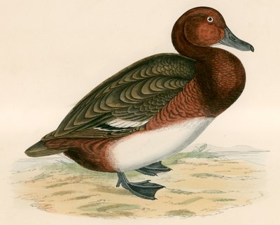 Ferruginous Duck by Beverley R. Morris