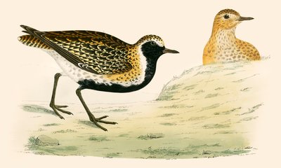 Golden Plover by Beverley R. Morris