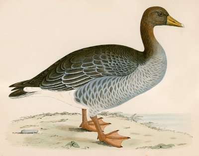 Gray Lag Goose by Beverley R. Morris