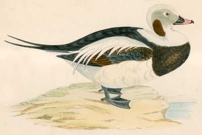 Long Tailed Duck by Beverley R. Morris