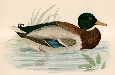Mallard by Beverley R. Morris