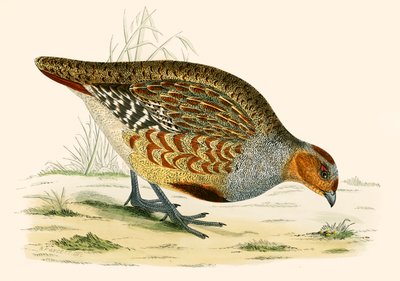 Partridge by Beverley R. Morris