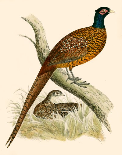 Pheasant by Beverley R. Morris