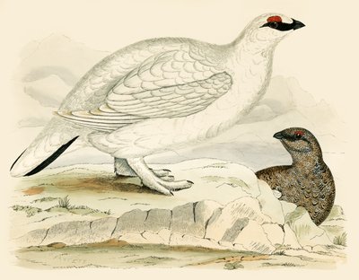 Ptarmigan by Beverley R. Morris