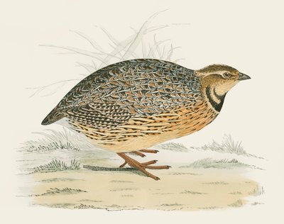 Quail by Beverley R. Morris