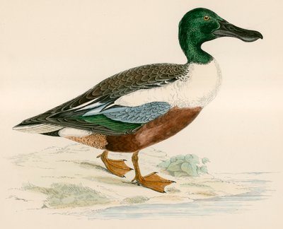Shoveler by Beverley R. Morris