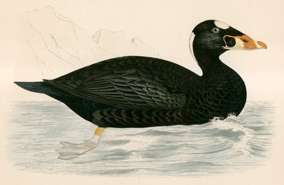 Surf Scoter by Beverley R. Morris