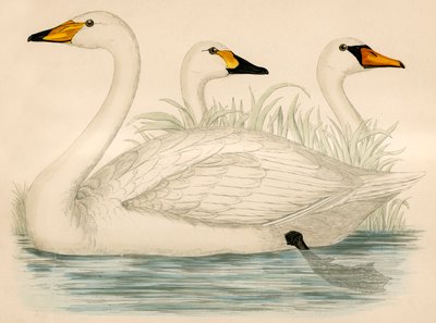Swans by Beverley R. Morris